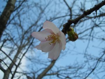 広島　エクステリア　外構　ガーデン　桜情報