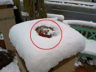 鉢植え雪