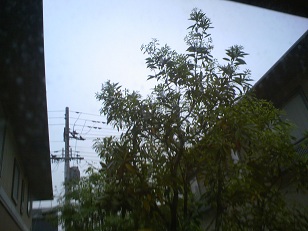 雨