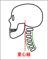 首の骨正常
