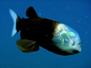 深海魚デメニギス