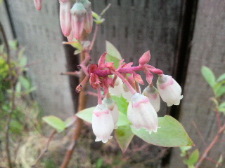 ブルーベリーの花