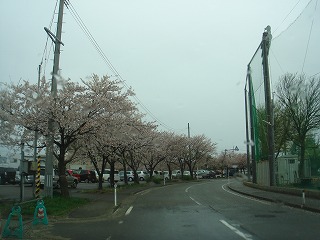 西病院の桜並木