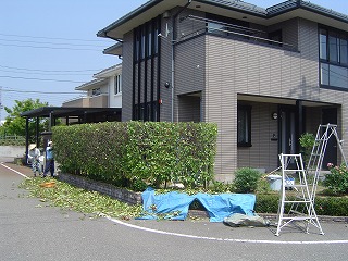 長岡市　レッドロビン剪定