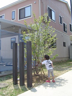 長岡市　ナツツバキと子供