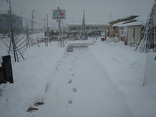 除雪！！！