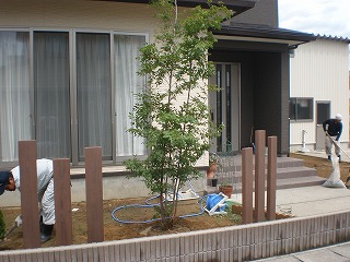 庭木1