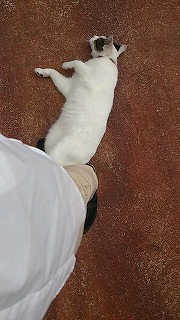 ねこ