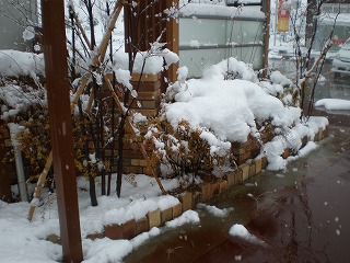 ユキヤナギ　降雪