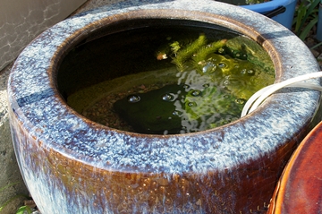 シロメダカ　火鉢