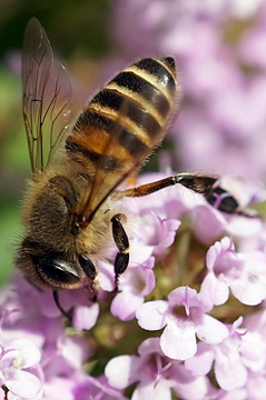ロンギカウリスタイムとミツバチ