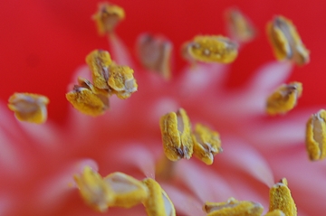 ヒゴツバキ　赤花