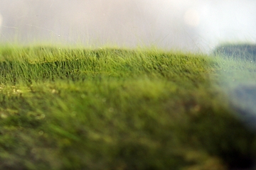 糸状藻　ヌマエビのオヤツ