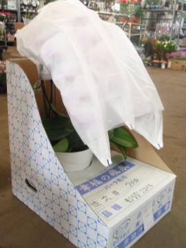胡蝶ラン