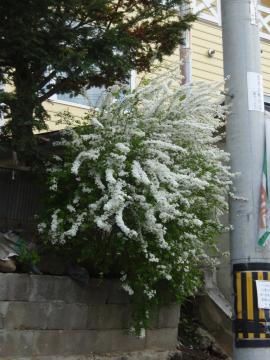 ユキヤナギ1