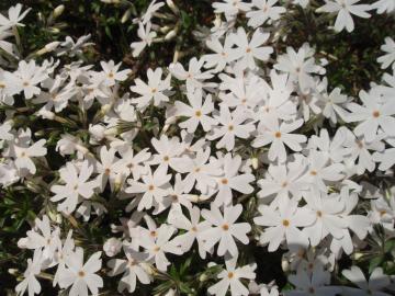 芝桜