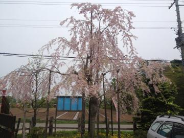 枝垂れ1