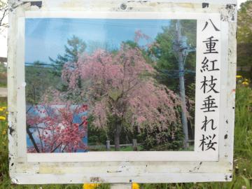 枝垂れ解説