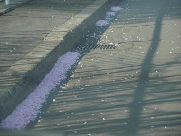 5／24桜吹雪