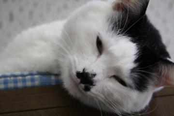 ちゃっぴー!!