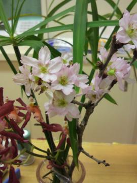きんおう桜