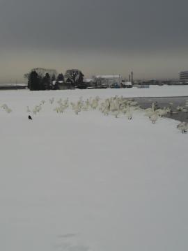 雪の中に白い群れ