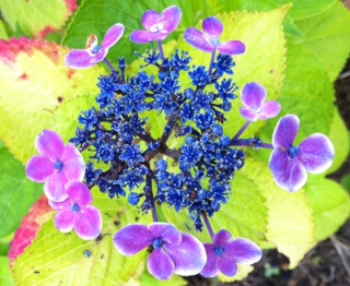 この季節の紫陽花まつり2012♪( ´▽｀)