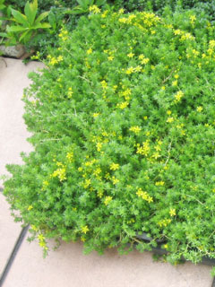滋賀　外構　植栽　モリムラマンネングサ　黄色の花