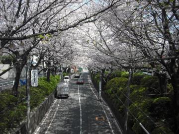 桜坂橋の上