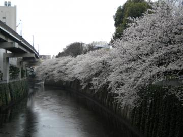 文京区のさくら