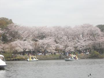 池から見たさくら