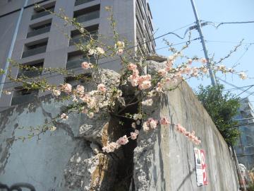 瓦礫の中の花ＵＰ