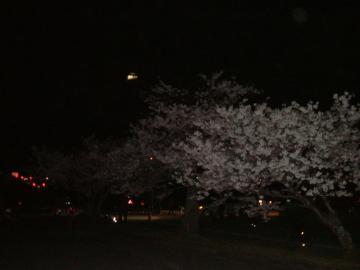 夜桜