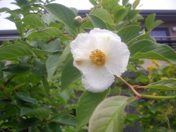 シャラの花