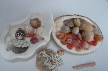 貝殻の中の貝
