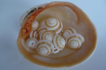 貝殻貝殻