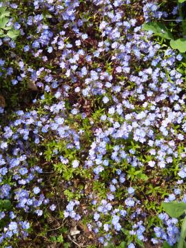 朝の庭に咲く花