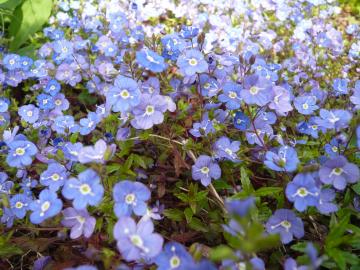 朝の庭に咲く花