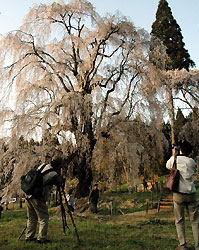 高山しだれ桜