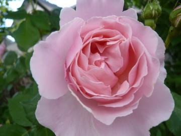 キャサリンモーレイは美人薔薇