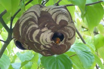 蜂の巣