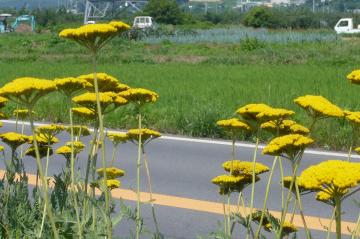 道路脇の花