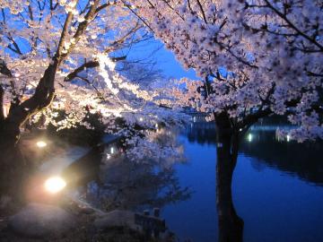 臥龍山の桜