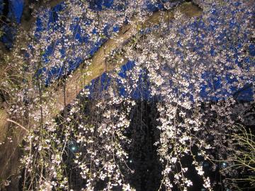 夜桜