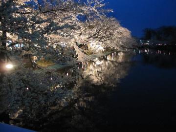 夜桜