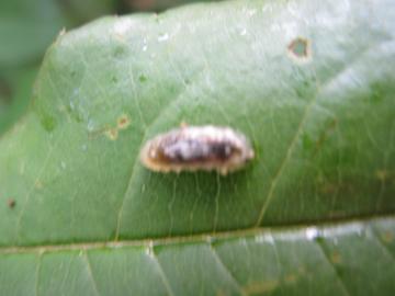 テントウムシの幼虫