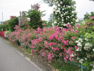 一本木薔薇公園