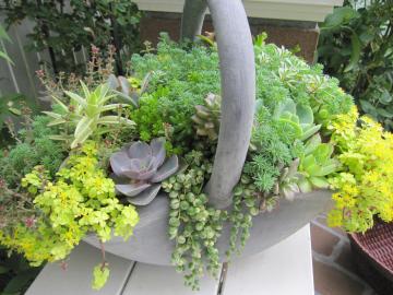 多肉植物 Ruiさんの庭