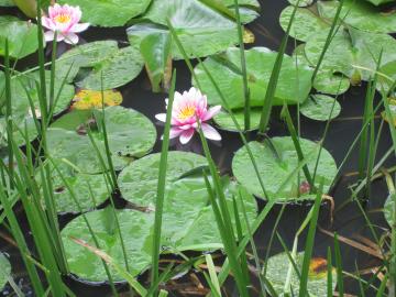蓮の花