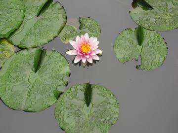 蓮の花